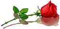 rosered2l.gif